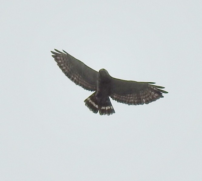 Broad-winged Hawk - ML168050181