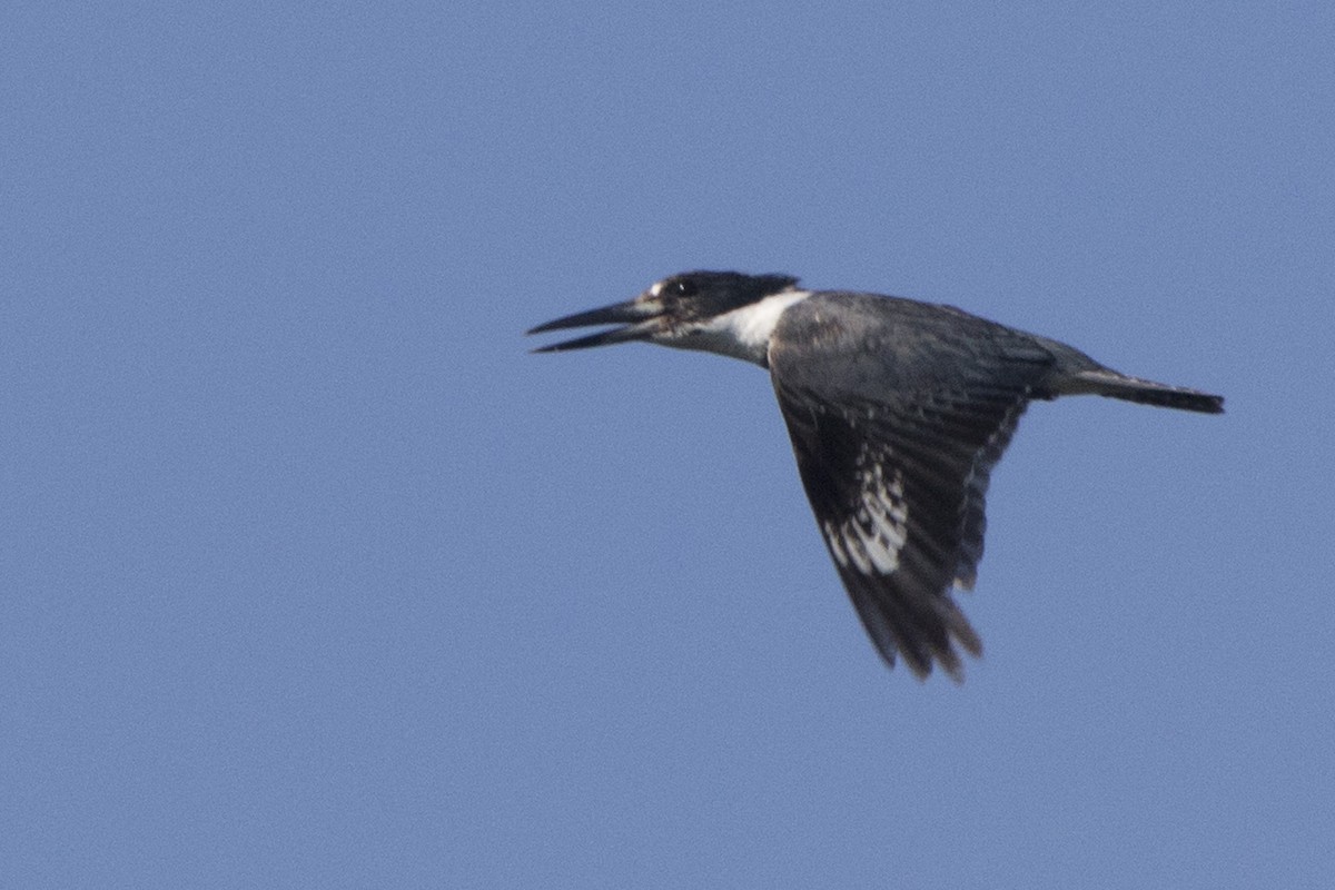 Belted Kingfisher - ML168051961