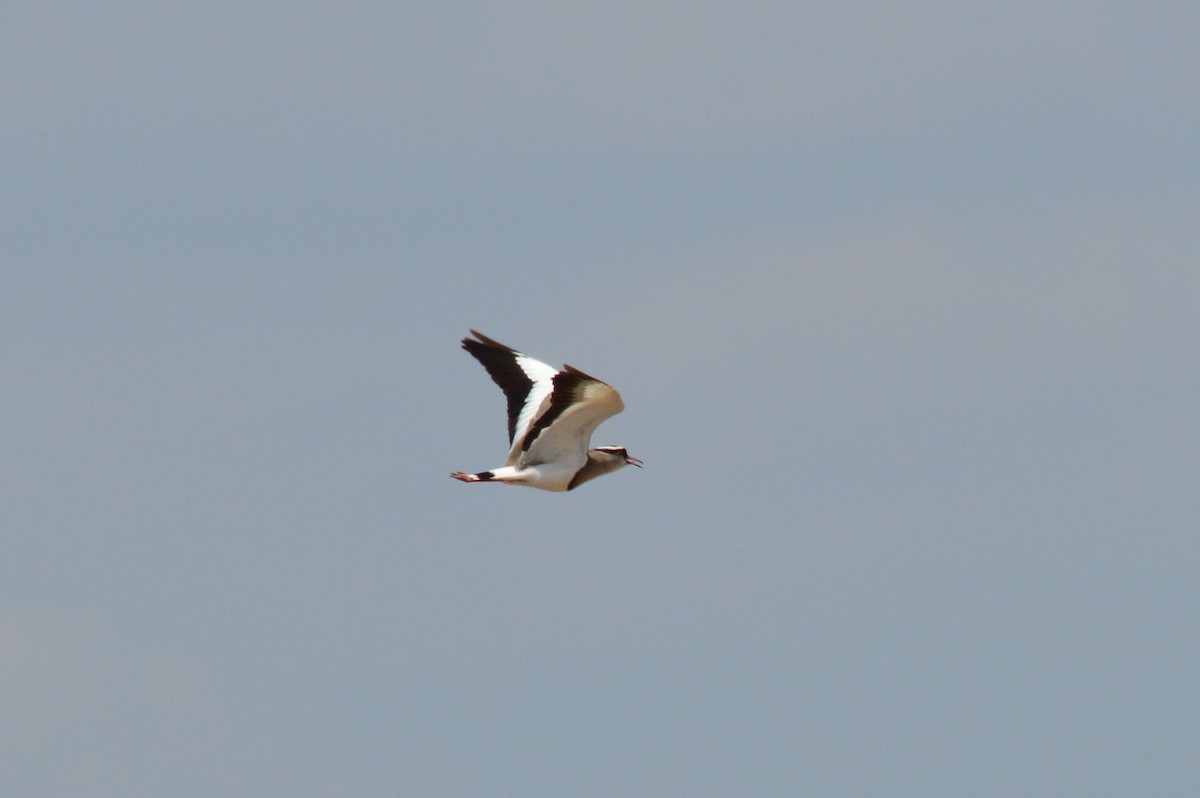 Crowned Lapwing - ML168052861