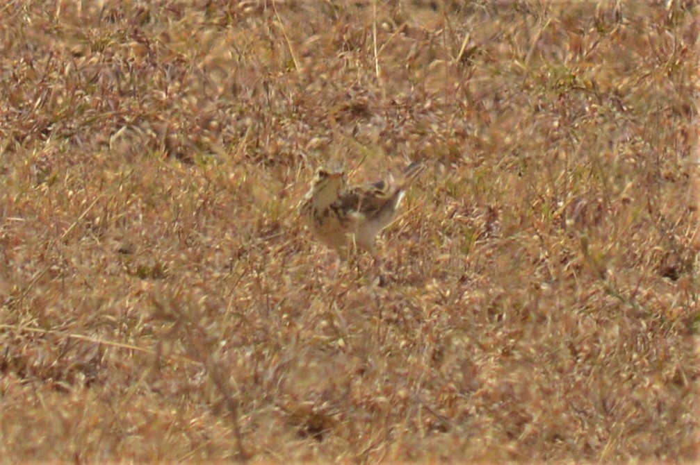 African Pipit - ML168053121