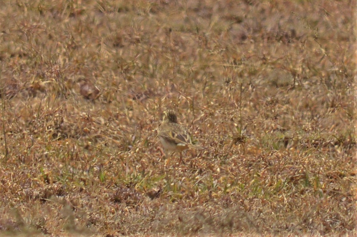 African Pipit - ML168053131
