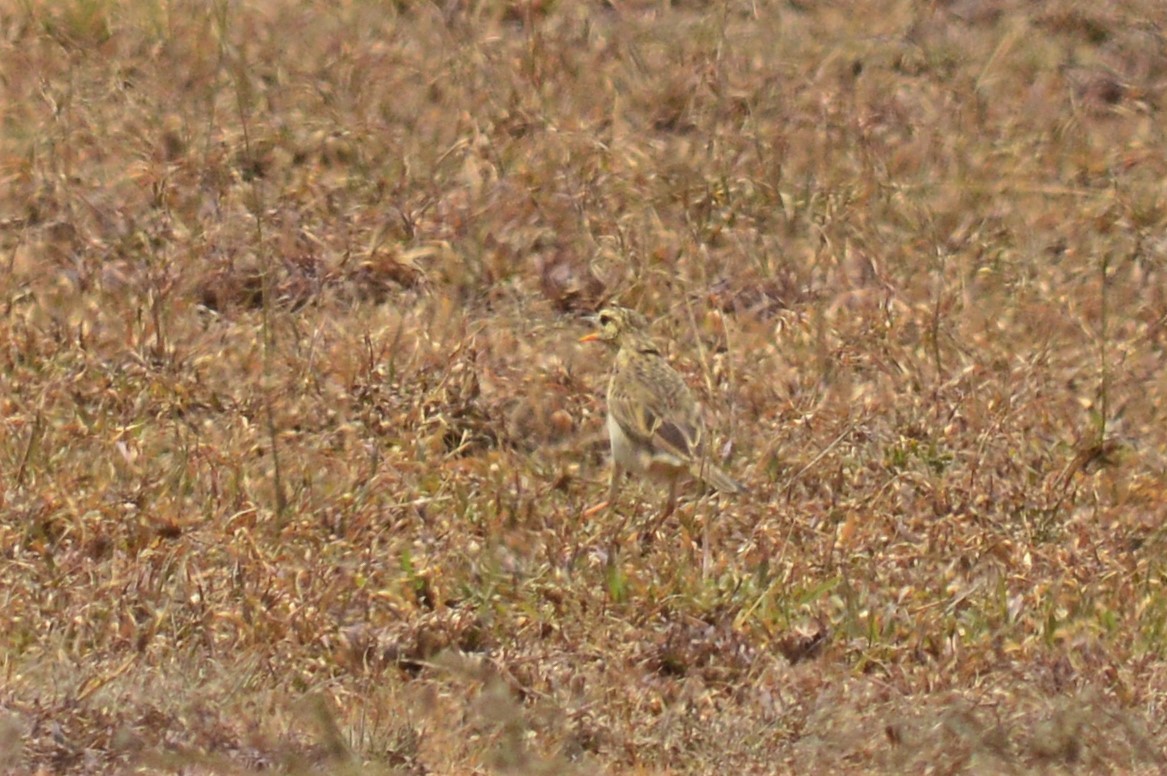 African Pipit - ML168053141