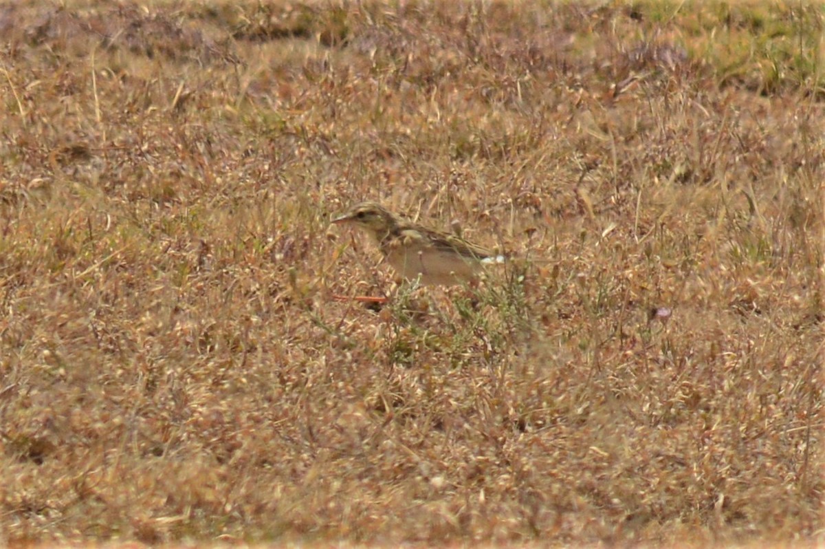 African Pipit - ML168053151