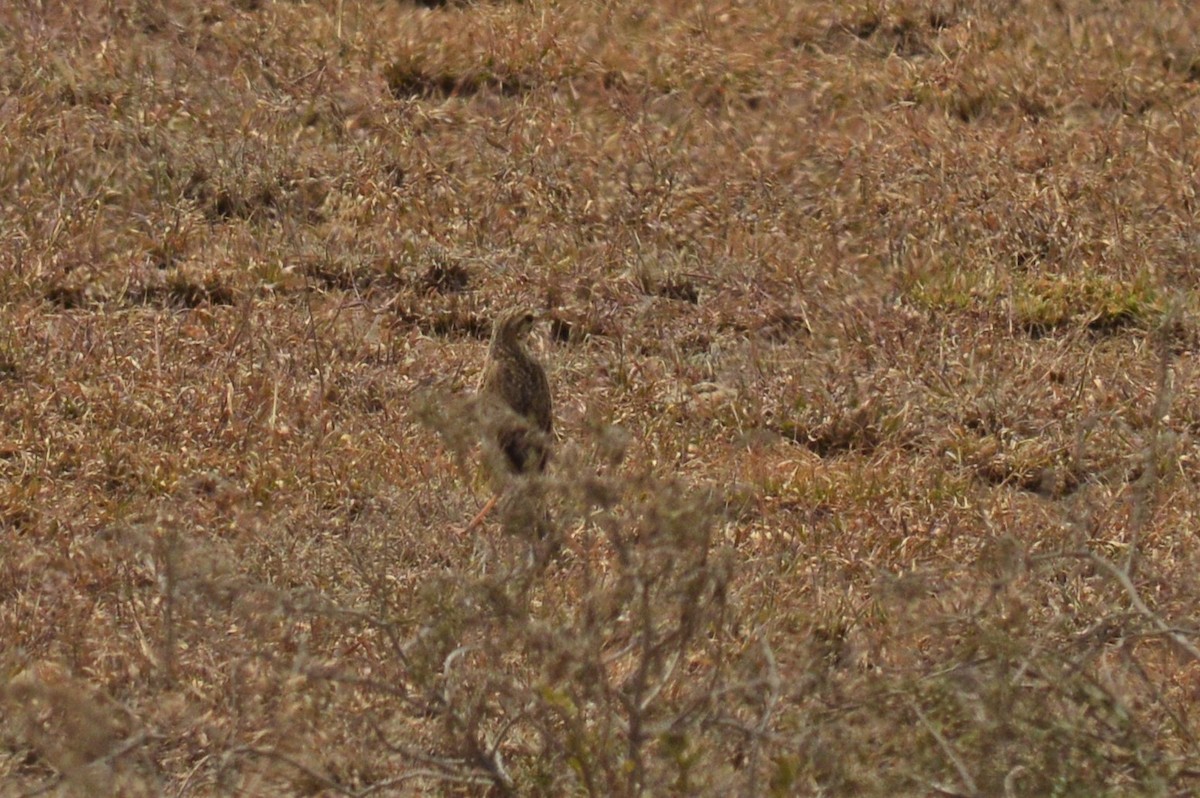 African Pipit - ML168053161