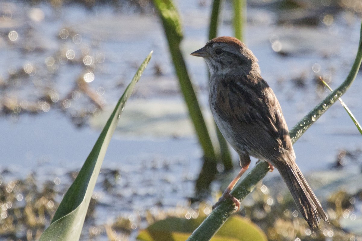 Swamp Sparrow - ML168053671