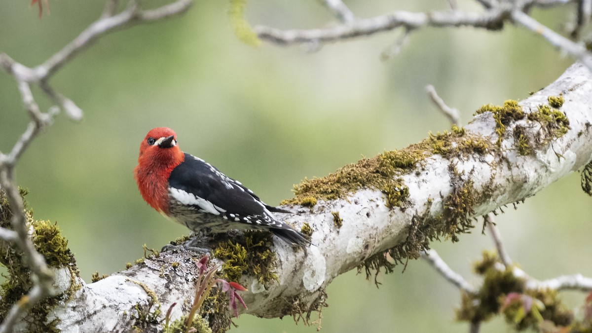 Red-breasted Sapsucker - ML168058331