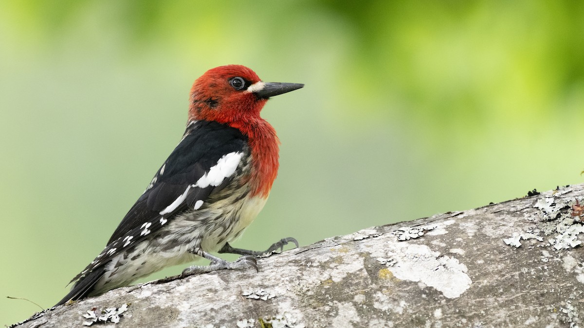 Red-breasted Sapsucker - ML168058451