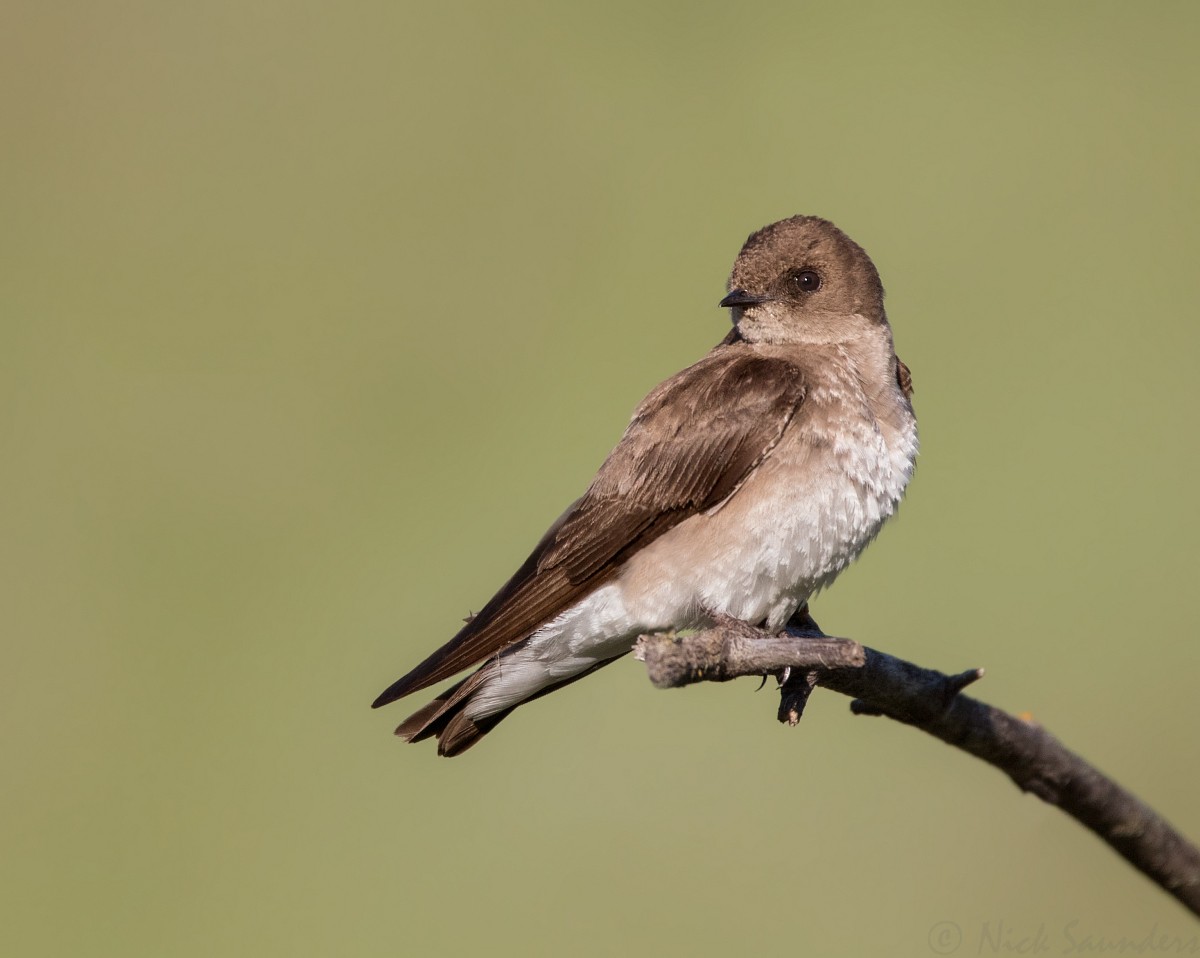 Northern Rough-winged Swallow - ML168058931