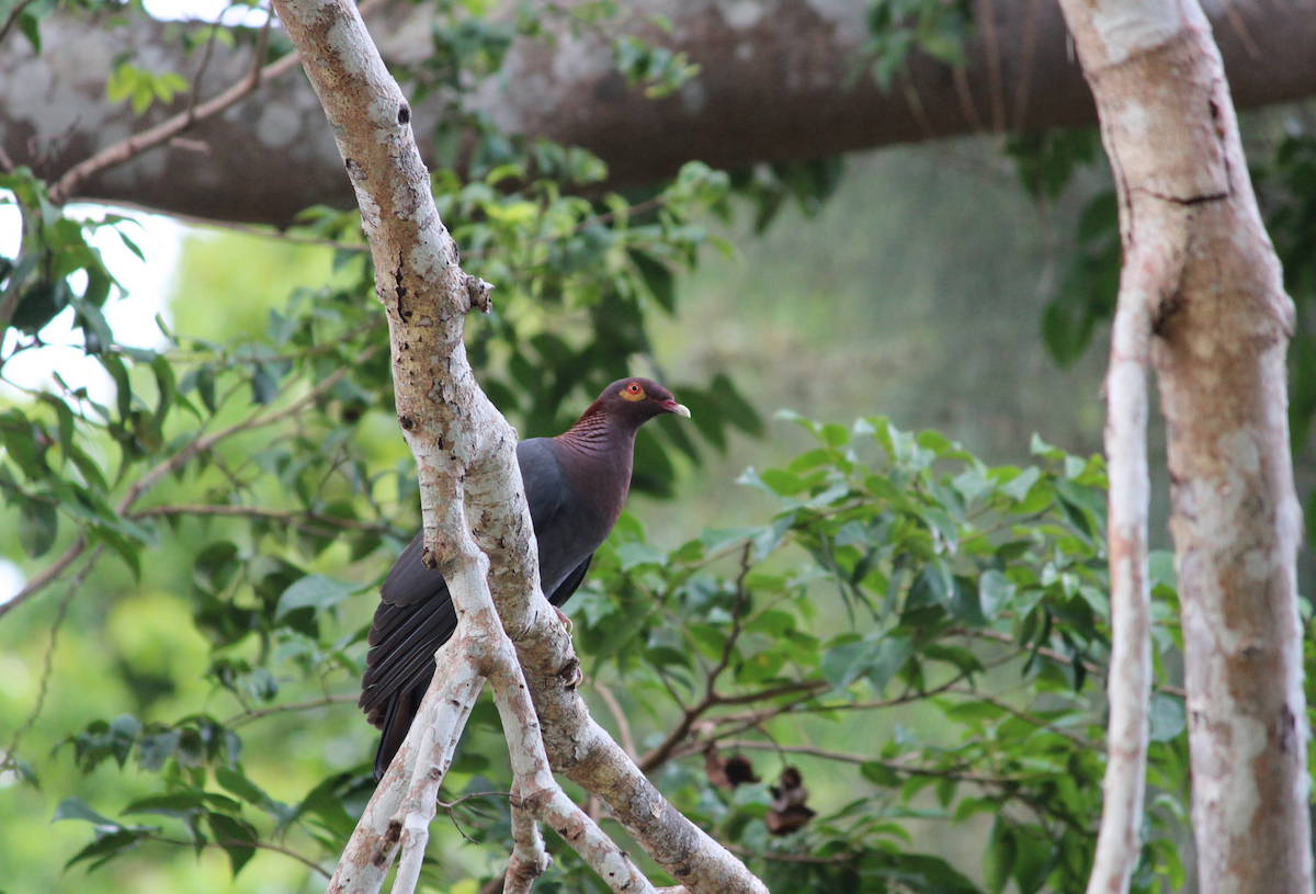 Scaly-naped Pigeon - ML168059361