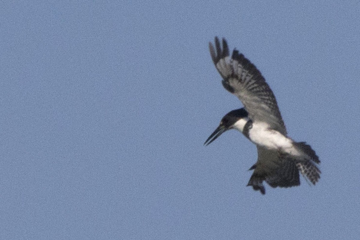 Belted Kingfisher - ML168060671
