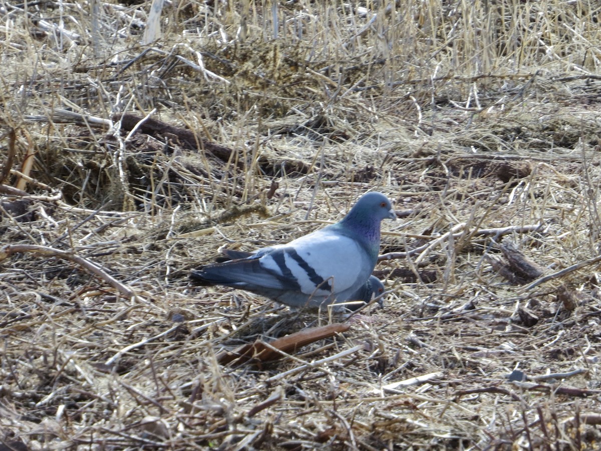Rock Pigeon (Feral Pigeon) - Bill Lisowsky