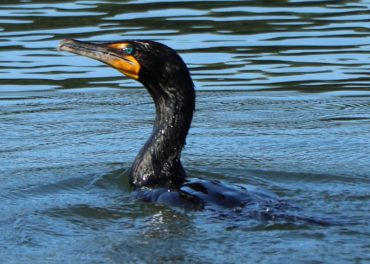 Double-crested Cormorant - valerie heemstra