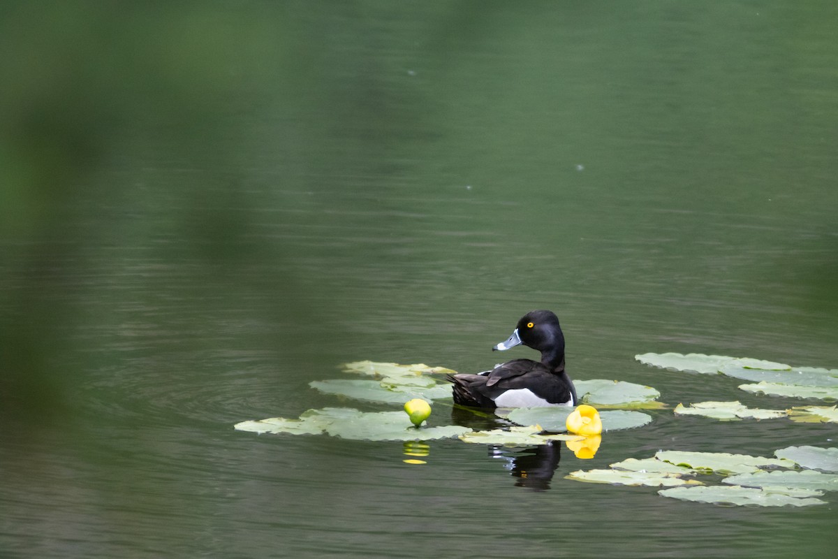 Ring-necked Duck - Justin Saunders