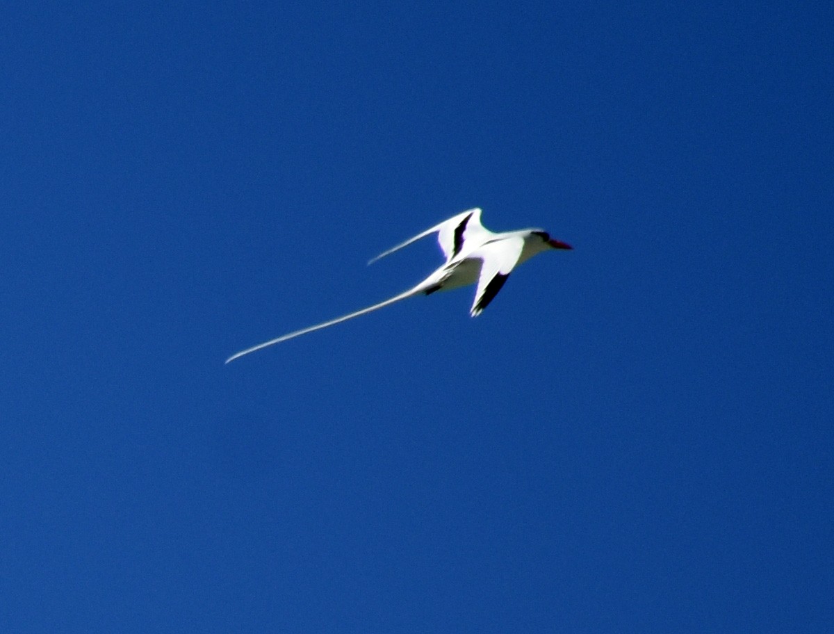 White-tailed Tropicbird - ML168076091