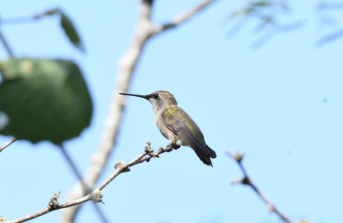 Black-chinned Hummingbird - ML168077531