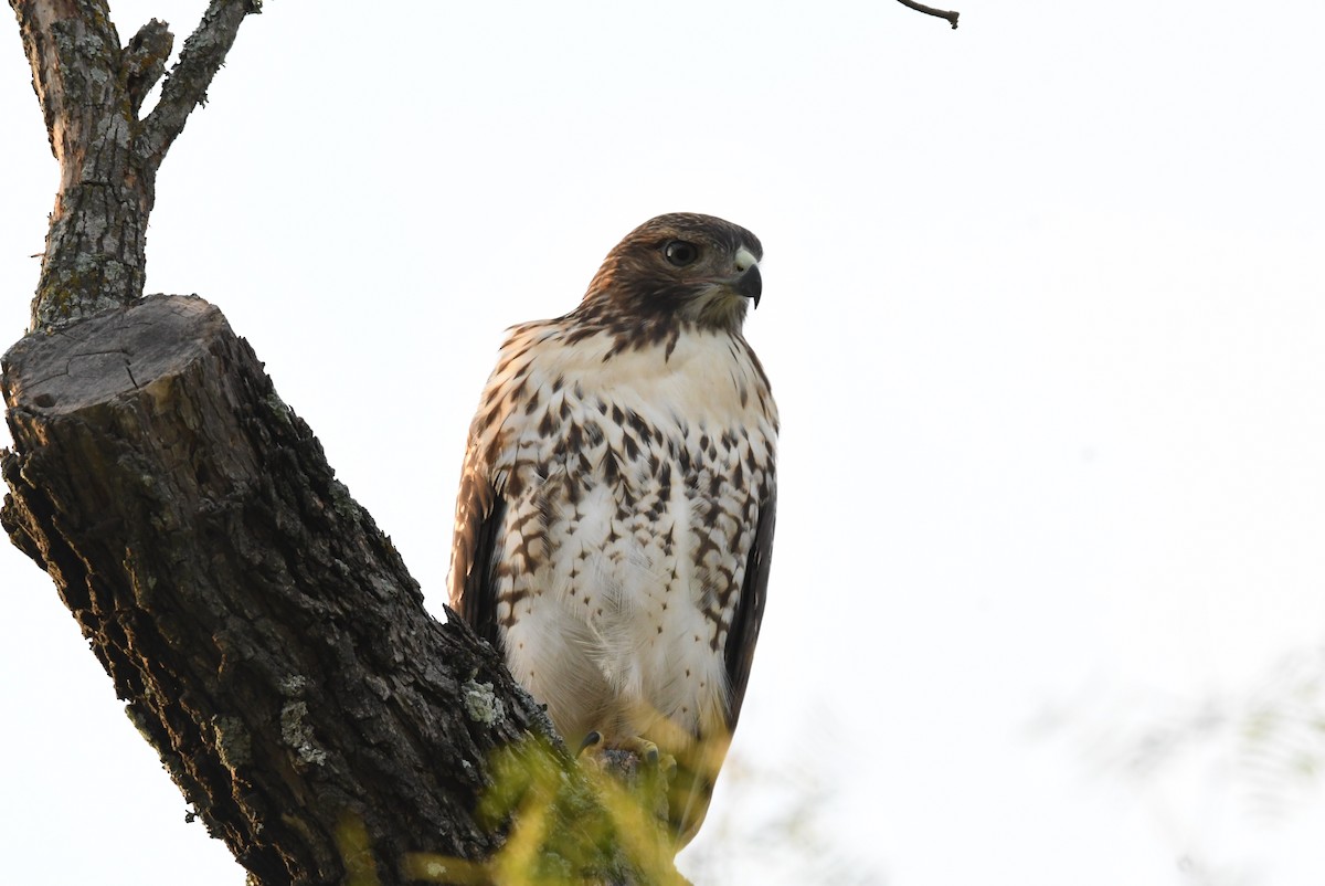 Red-tailed Hawk - Lance Felber