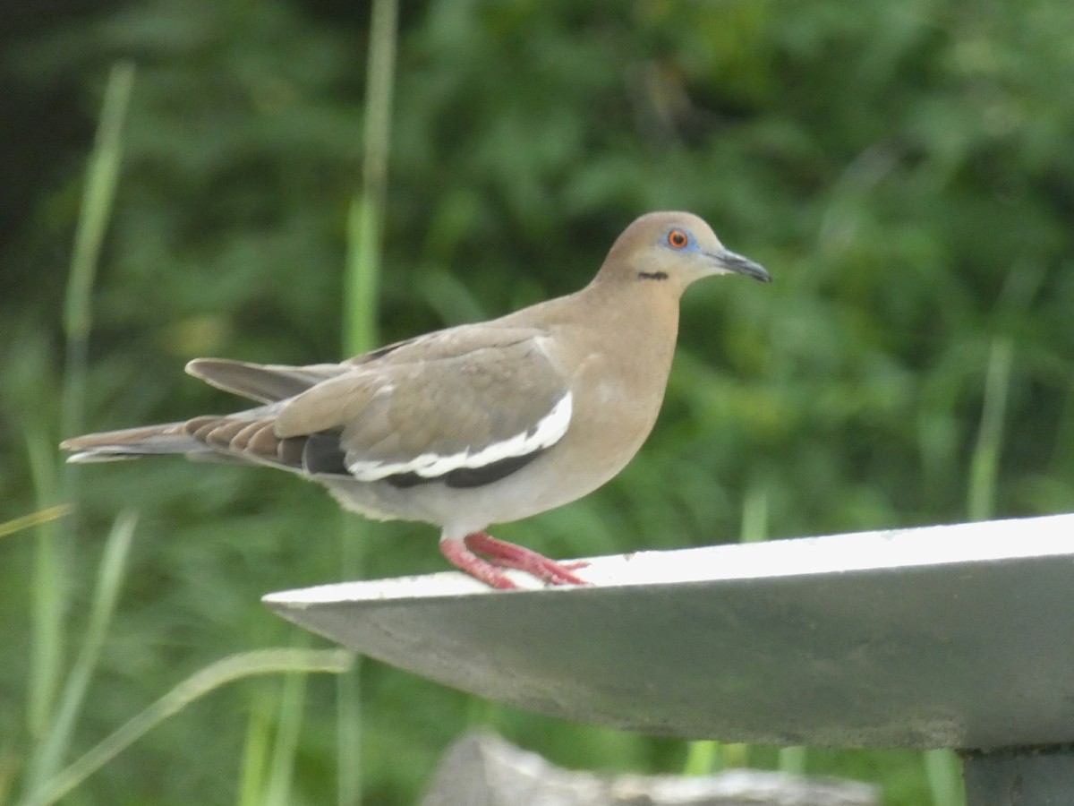 White-winged Dove - Laurie Koepke