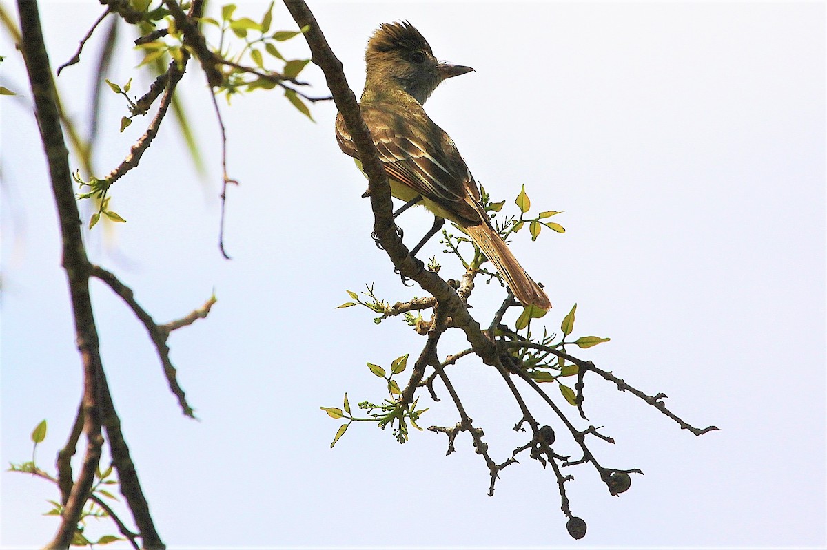 Great Crested Flycatcher - ML168082321