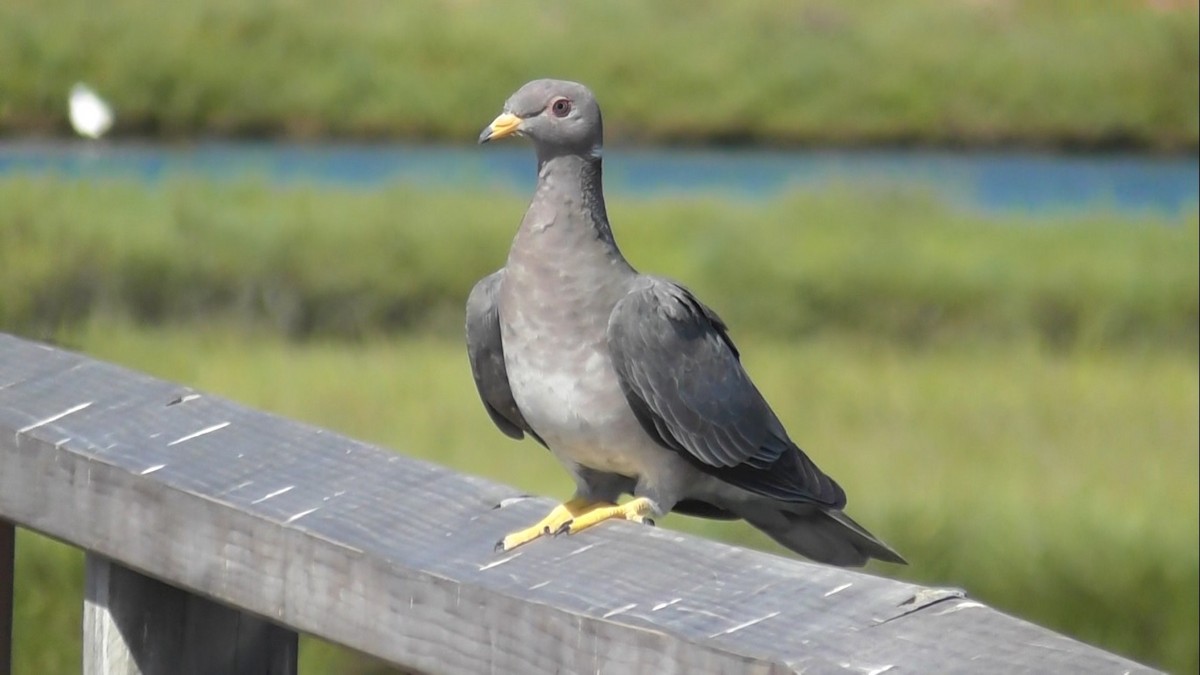 Band-tailed Pigeon - Tom Carranceja