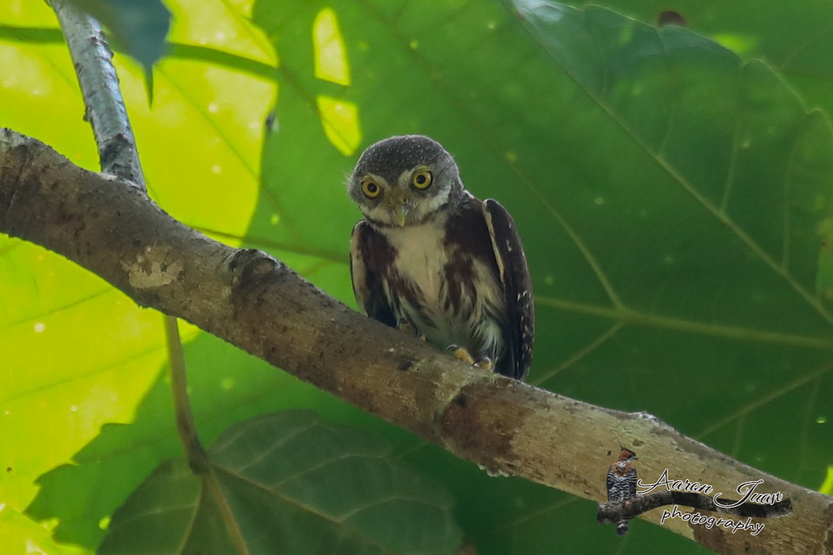 Central American Pygmy-Owl - Aaron Juan