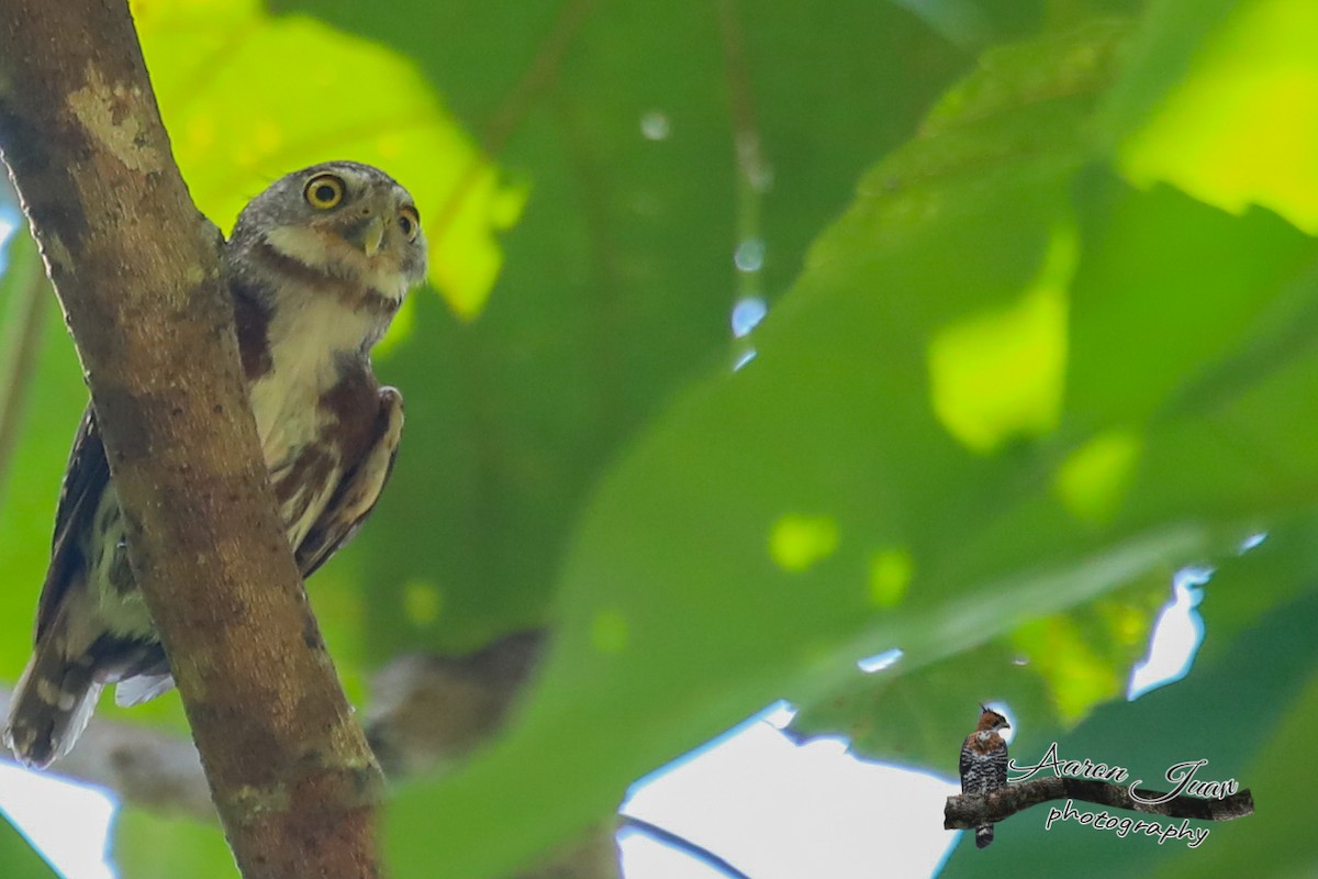 Central American Pygmy-Owl - ML168090831
