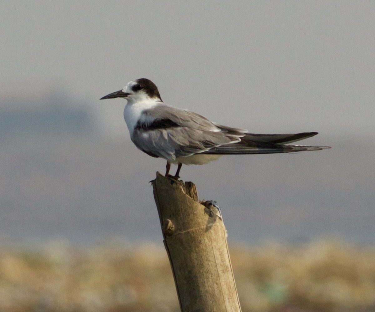 Common Tern - Scott Baker