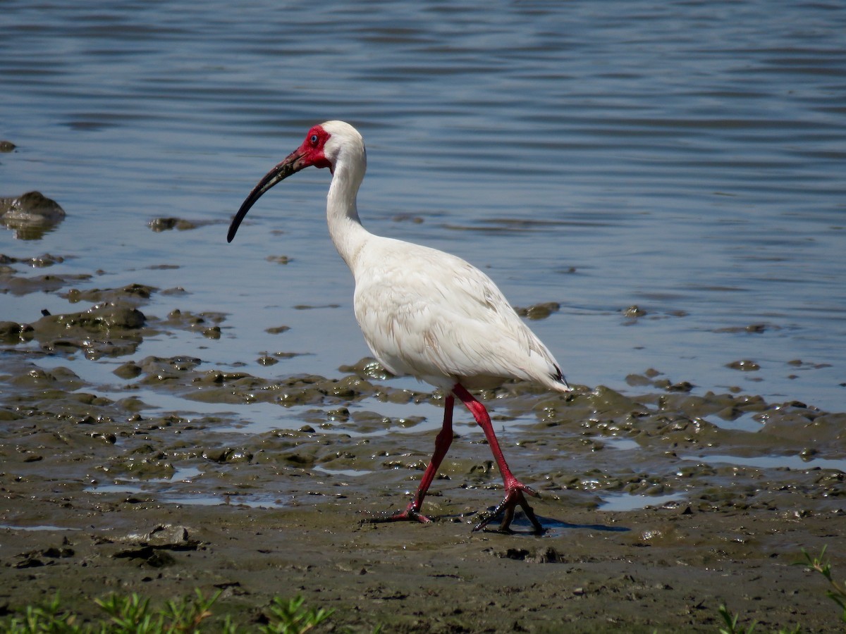 ibis bílý - ML168091931