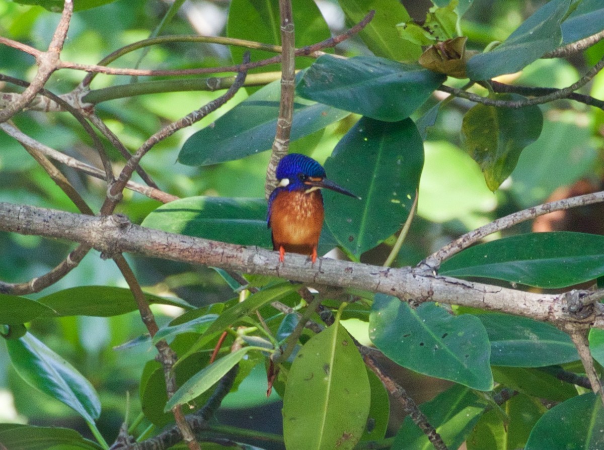 Blue-eared Kingfisher - Scott Baker