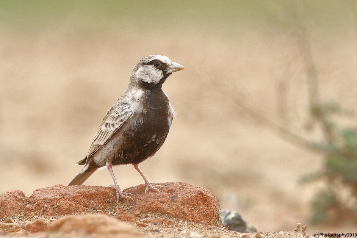 Ashy-crowned Sparrow-Lark - ML168097791