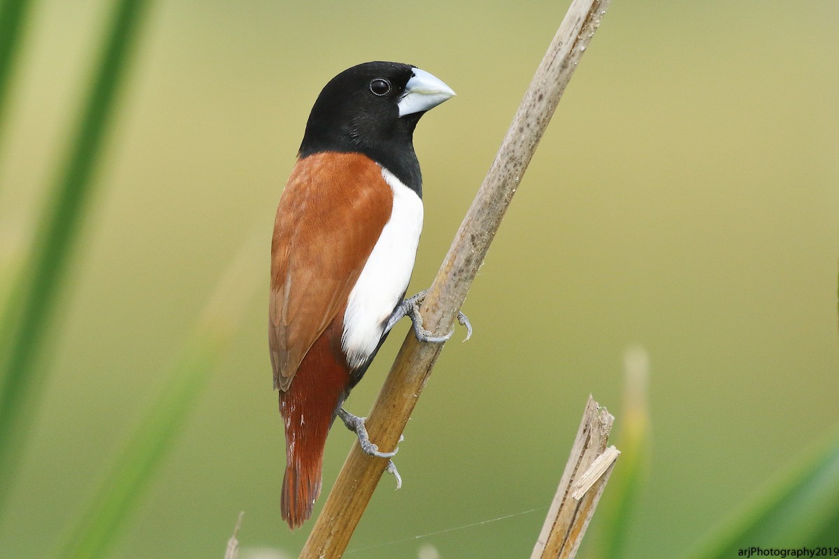 Tricolored Munia - Rahul  Singh