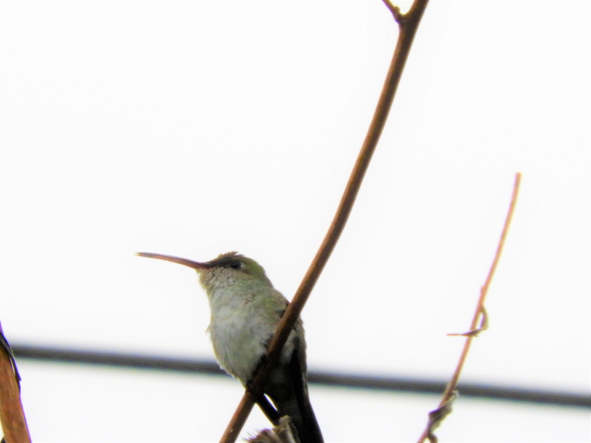 White-bellied Hummingbird - ML168102051