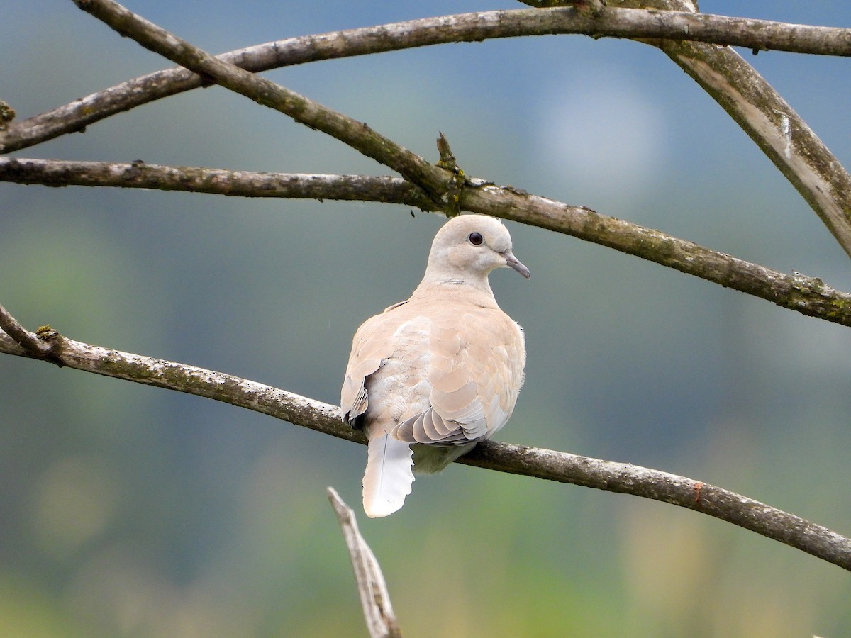 Eurasian Collared-Dove - Farshad Pourmalek