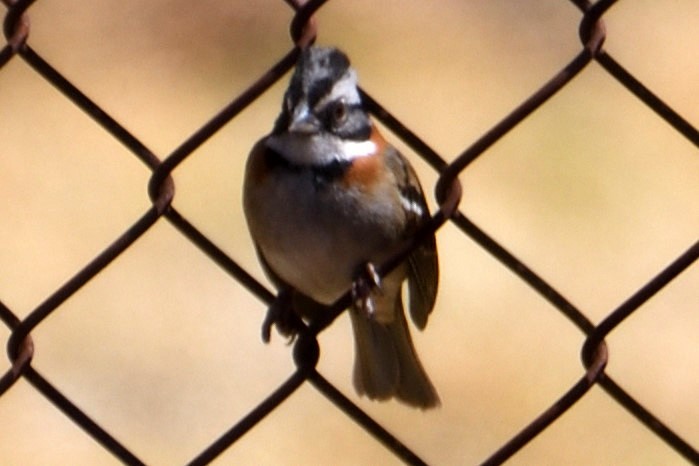 Rufous-collared Sparrow - ML168108191