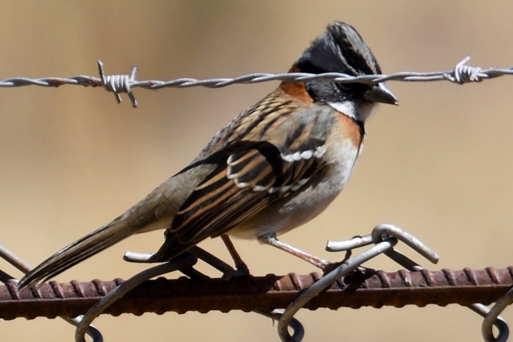 Rufous-collared Sparrow - ML168108201