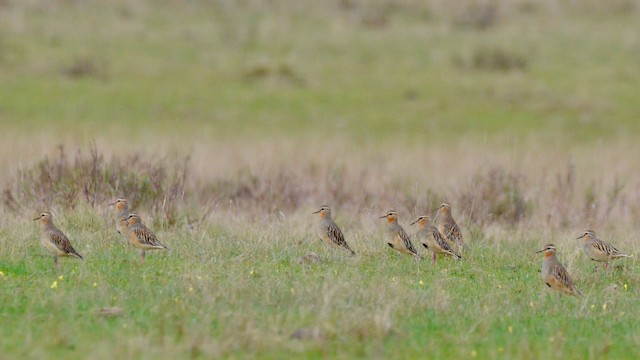 Outside the breeding season Tawny-throated Dotterel gathers in flocks. - Tawny-throated Dotterel - 