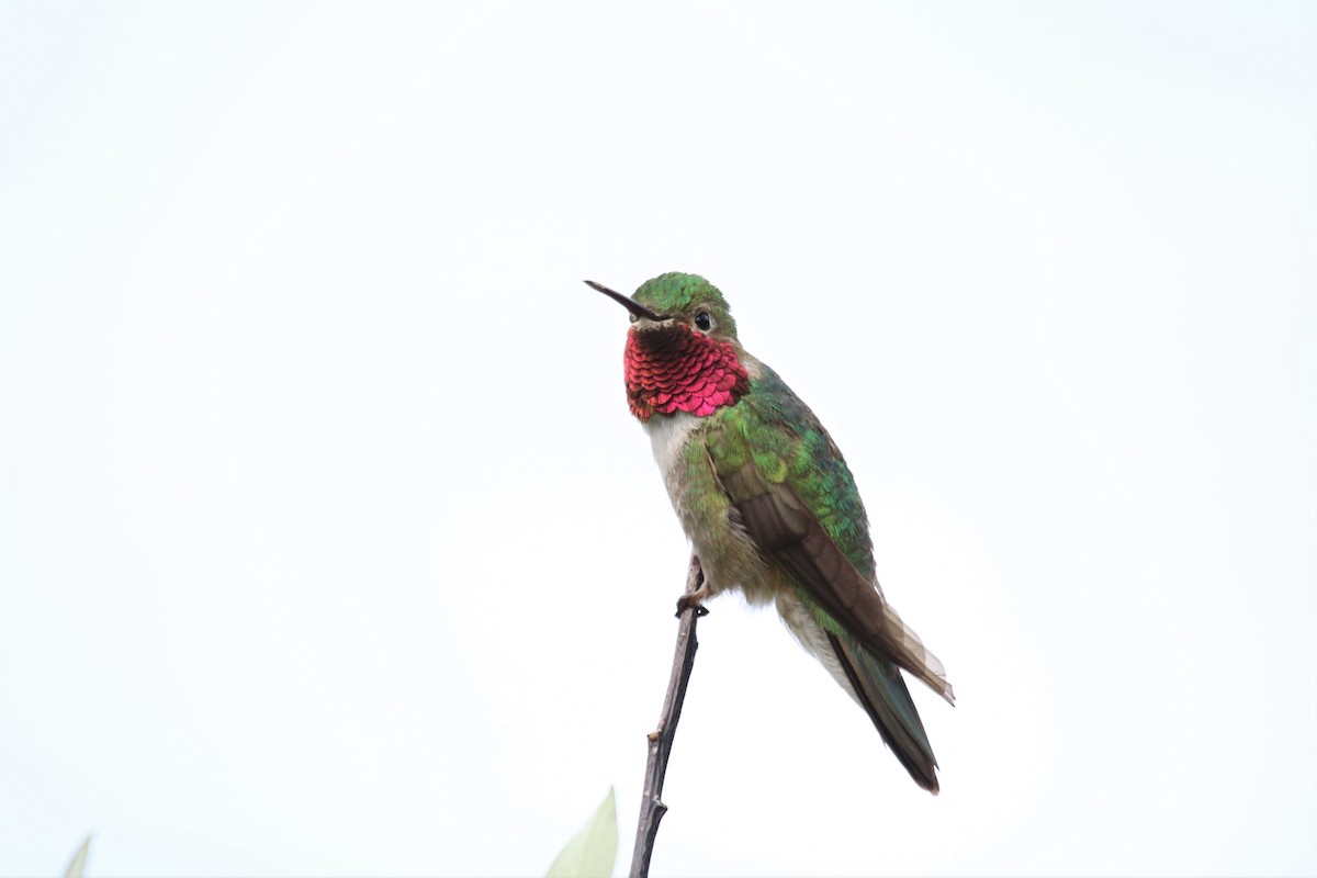Broad-tailed Hummingbird - Joe Kipper