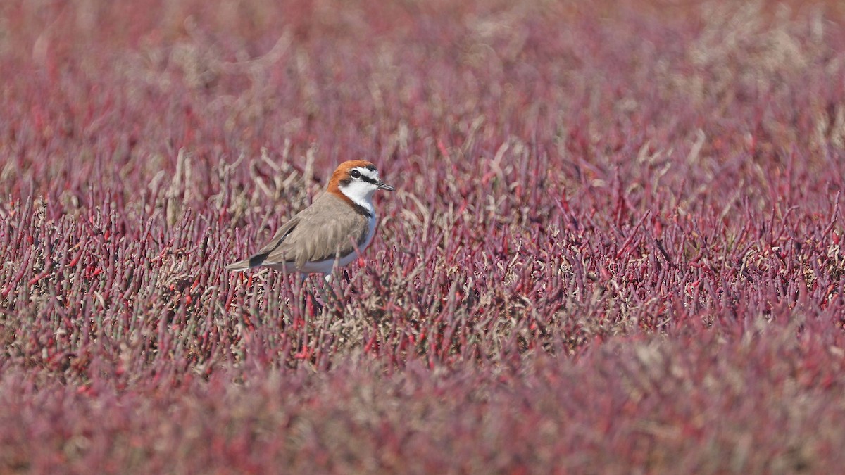 Red-capped Plover - ML168112971