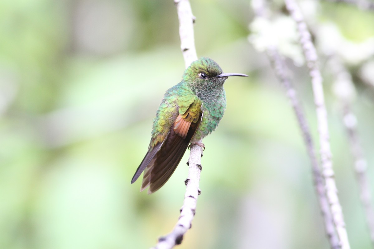Stripe-tailed Hummingbird - Alen Lin