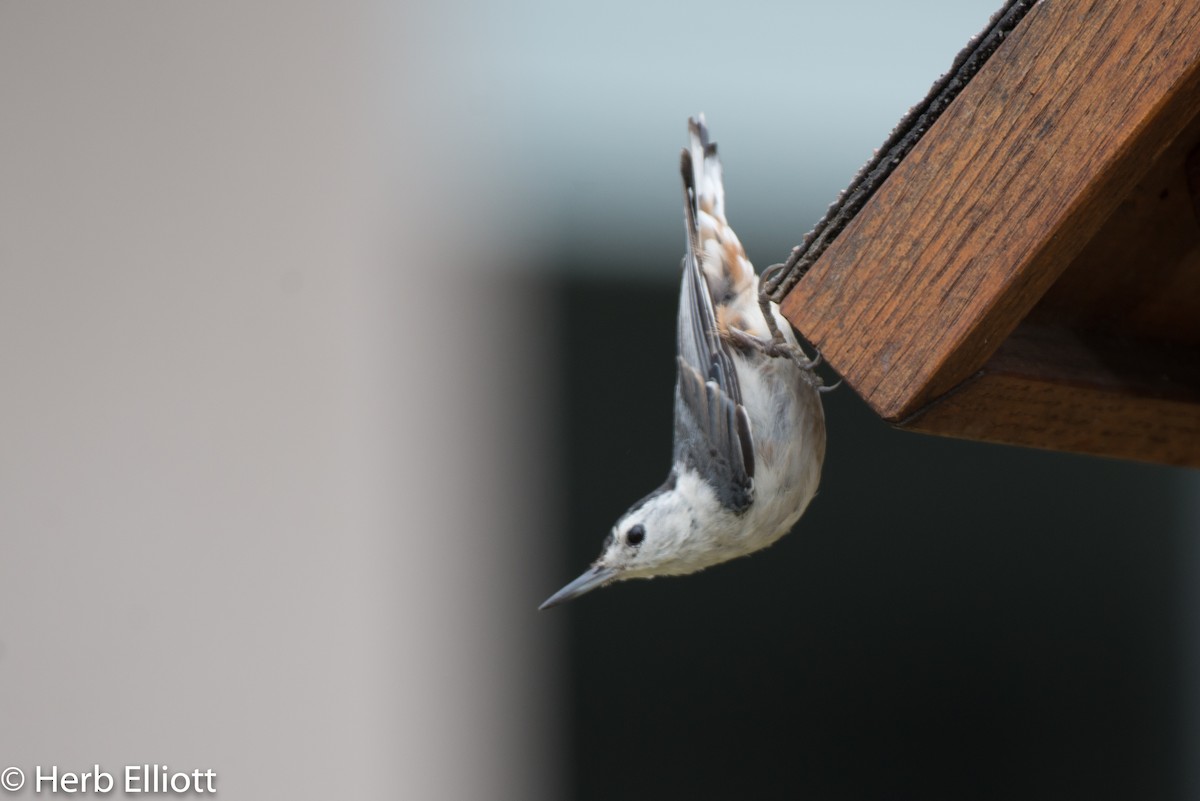 White-breasted Nuthatch - ML168116201