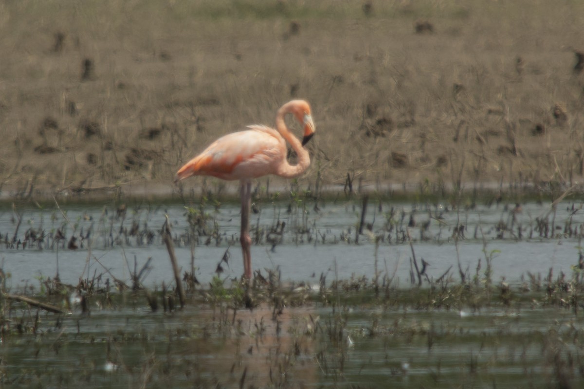 American Flamingo - Michael Todd