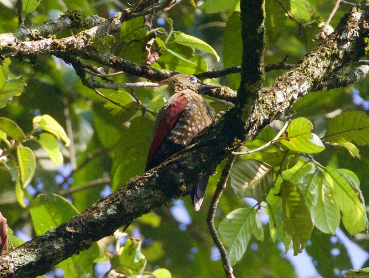 Crimson-winged Woodpecker - Scott Baker