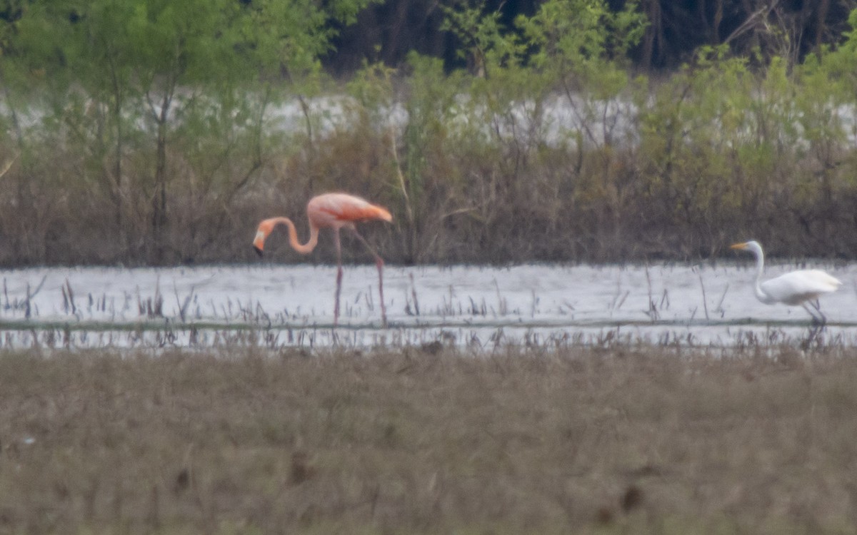 American Flamingo - ML168118371