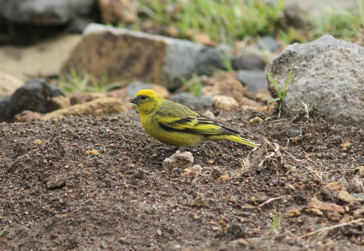 Yellow-crowned Canary - ML168118601