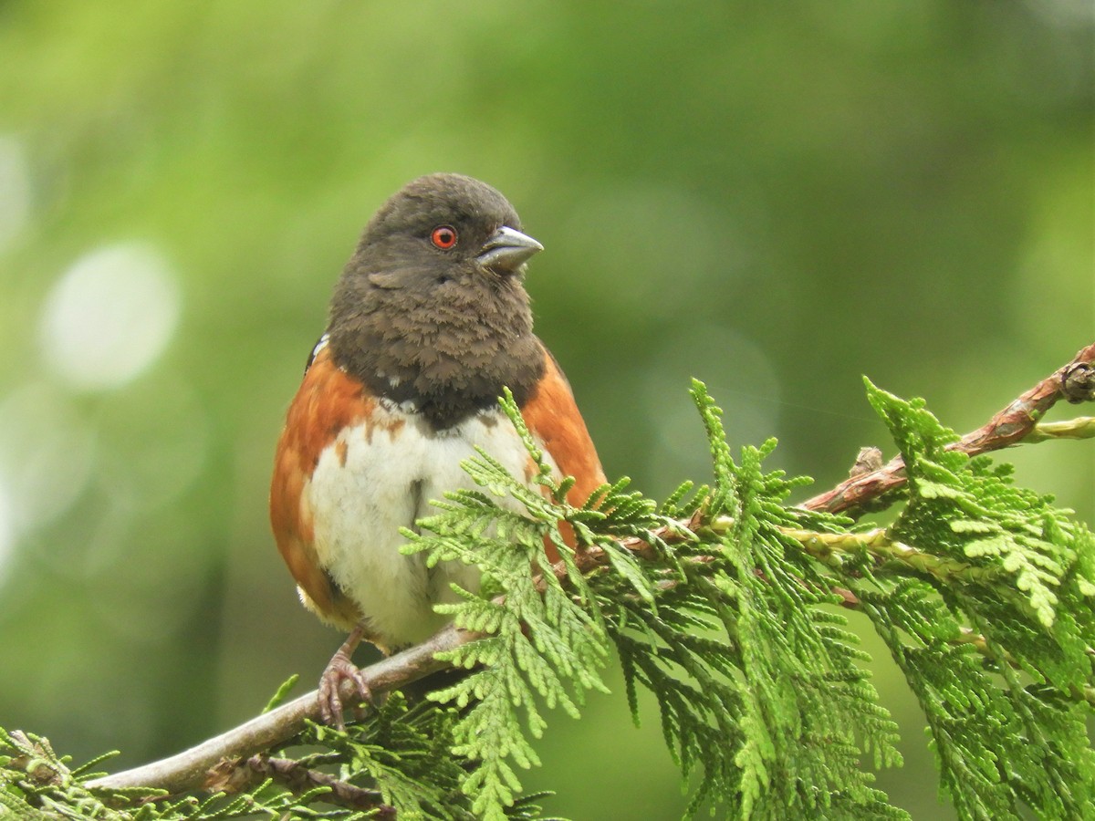 Spotted Towhee - ML168121331