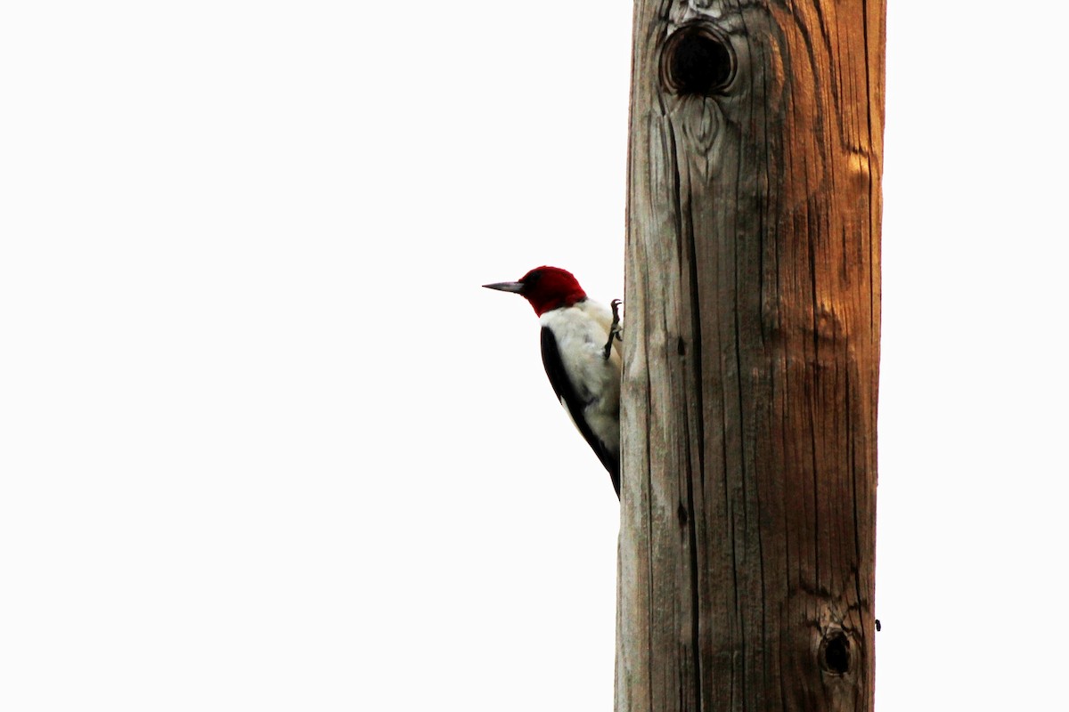 Red-headed Woodpecker - ML168122011