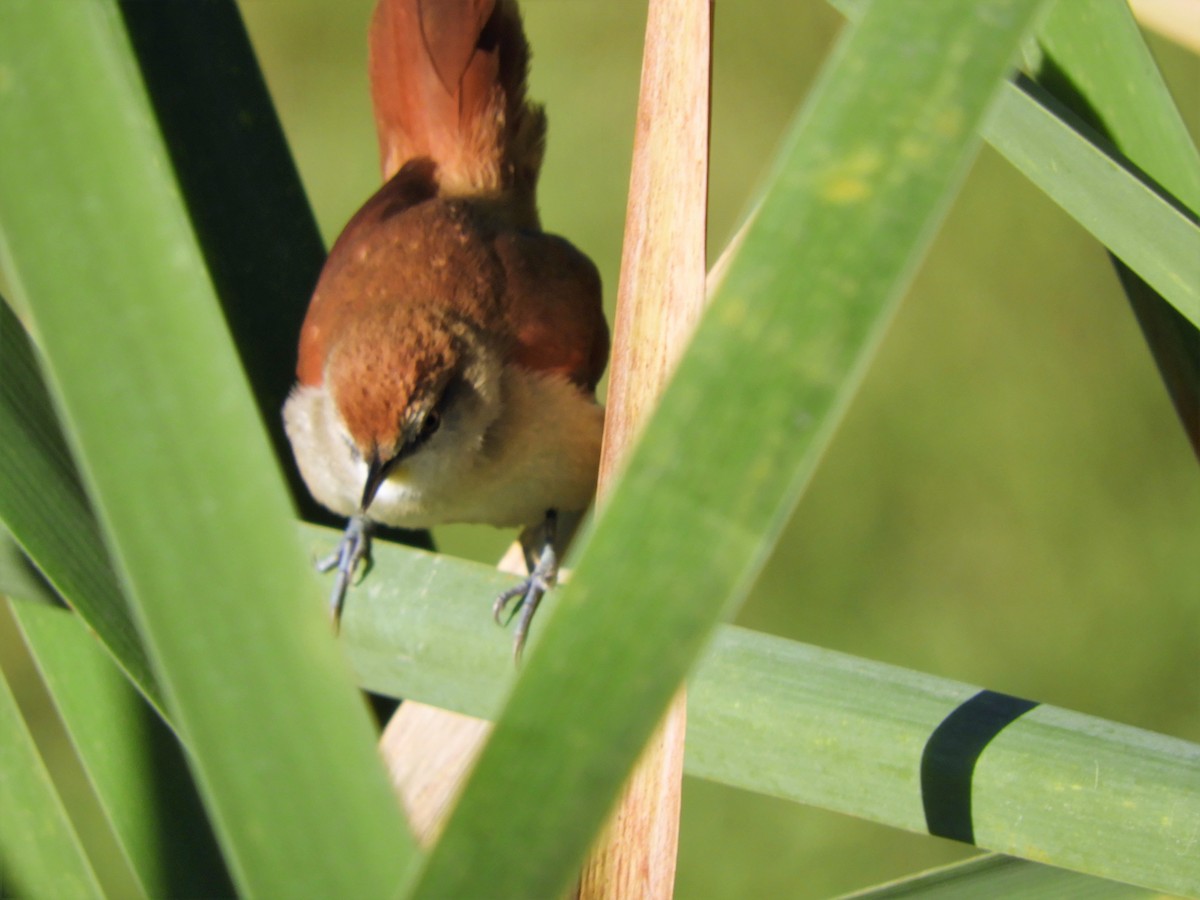 Yellow-chinned Spinetail - ML168122101