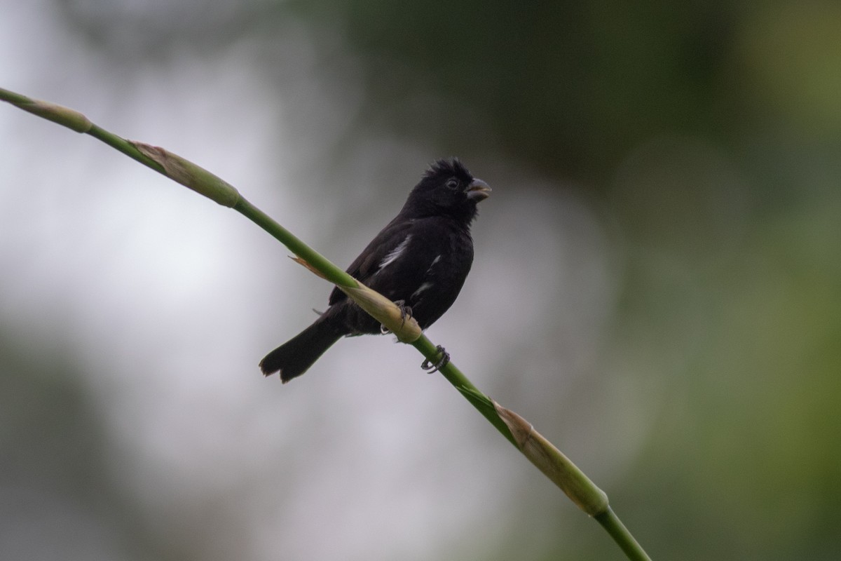 Variable Seedeater - ML168122881