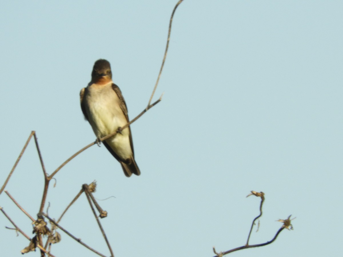 Southern Rough-winged Swallow - Judit  Villa