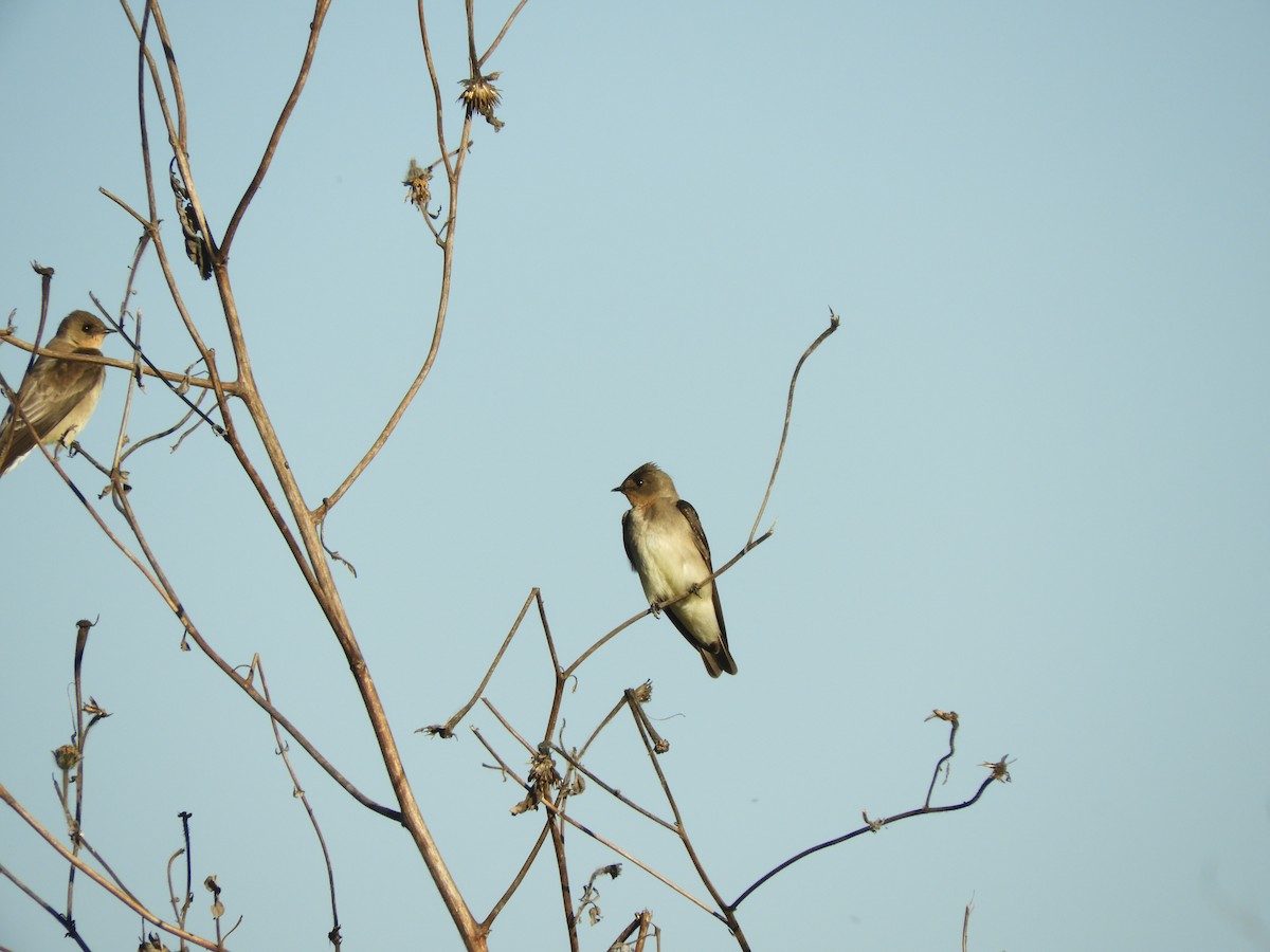 Southern Rough-winged Swallow - ML168123221