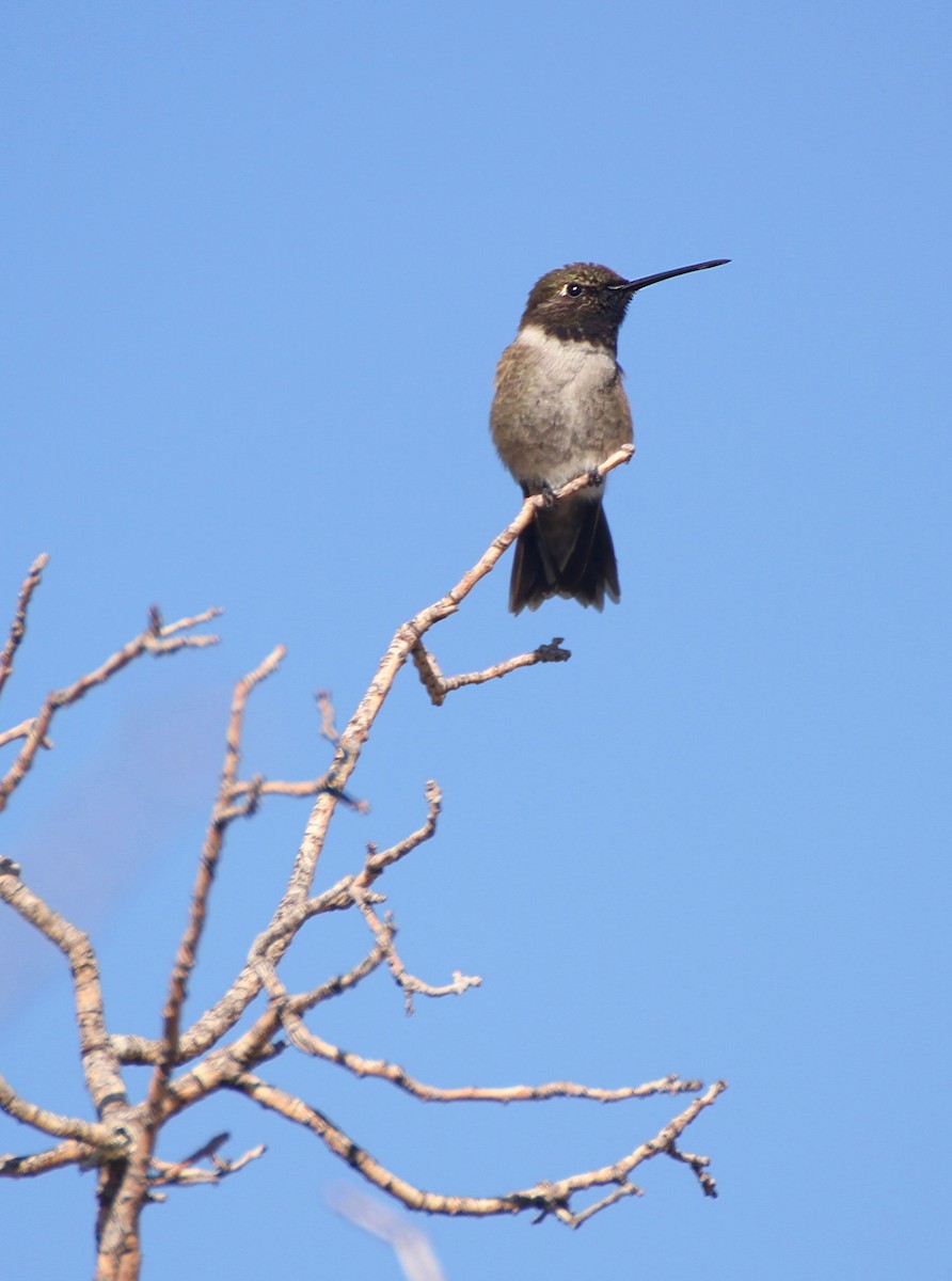 Black-chinned Hummingbird - Andrew Theus